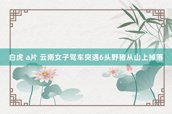 白虎 a片 云南女子驾车突遇6头野猪从山上掉落